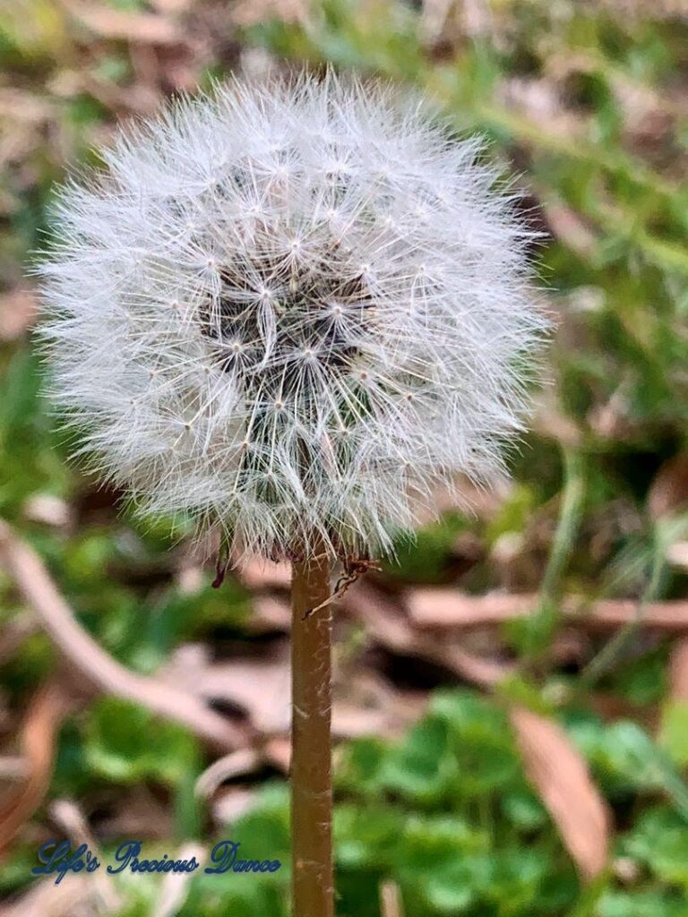 Close up of puffball dandelion