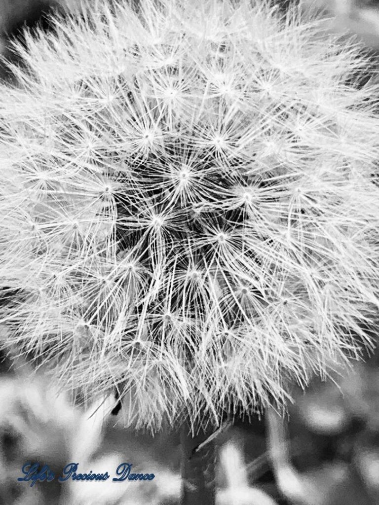 Close up of black and white puffball dandelion