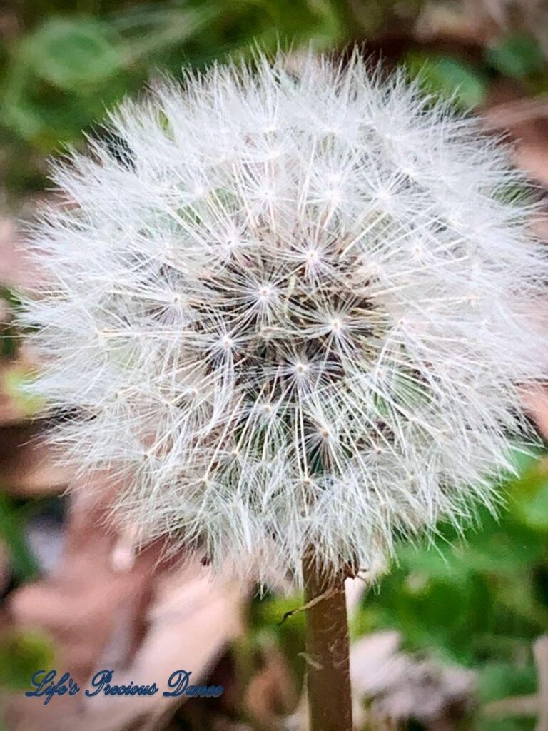 Close up of puffball dandelion