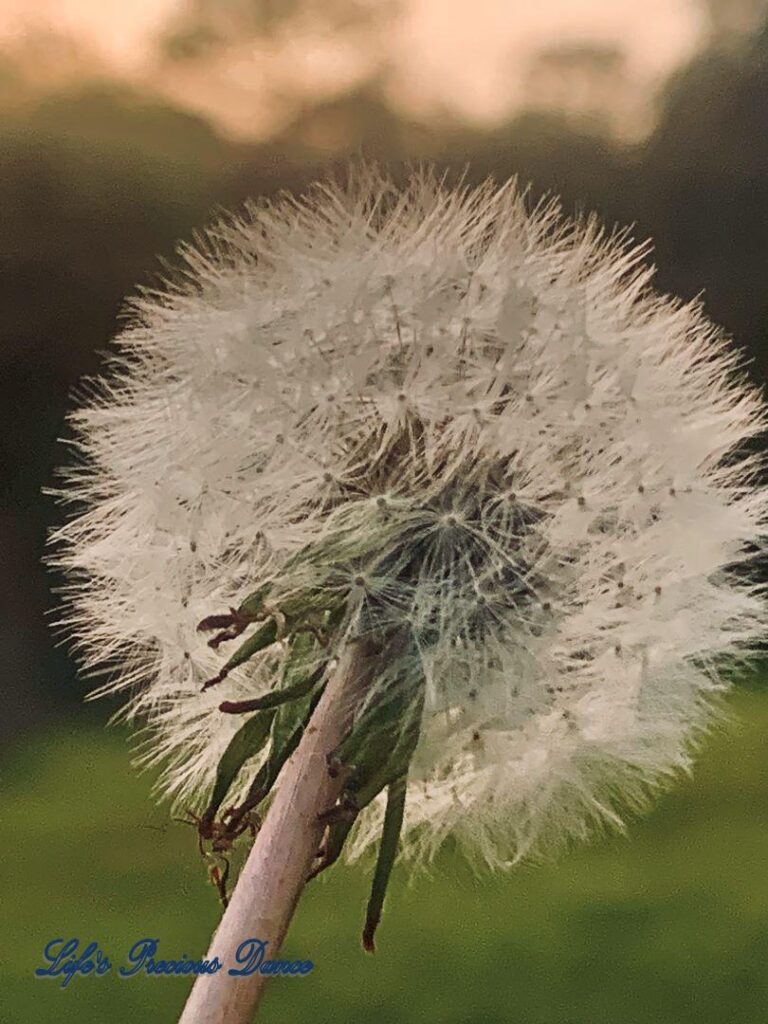 Close up of puffball dandelion