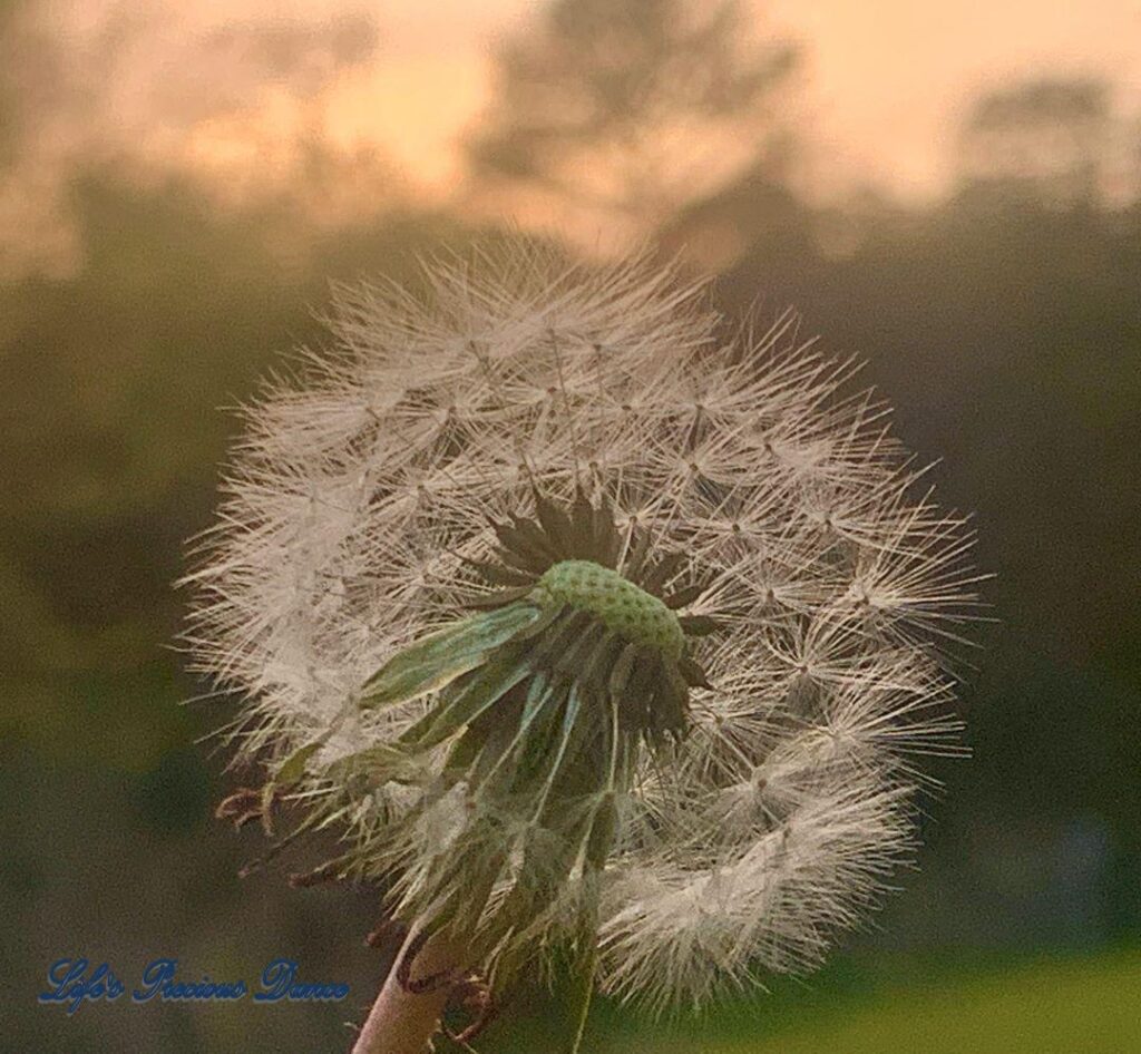 Close up of puffball dandelion.