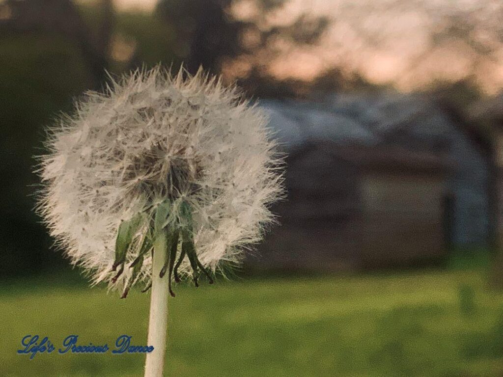 Puff ball dandelion.