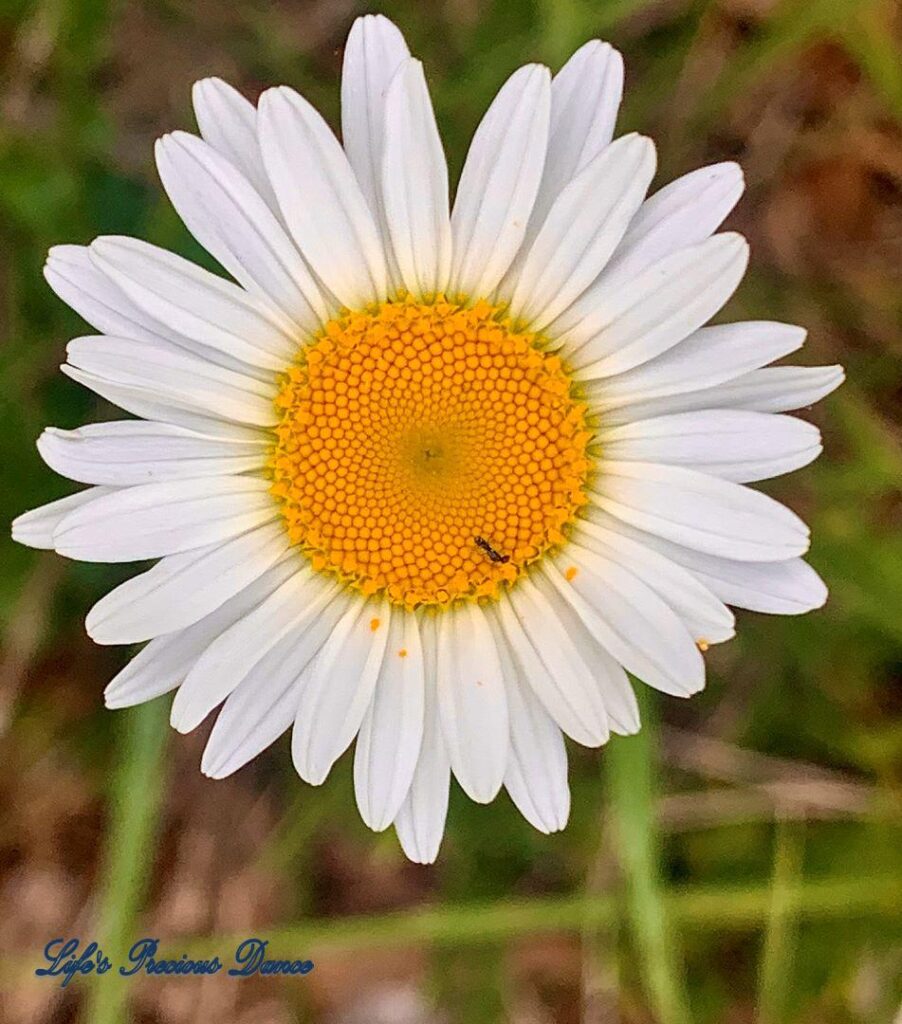 Close up of flowering daisy with an ant on the seeds