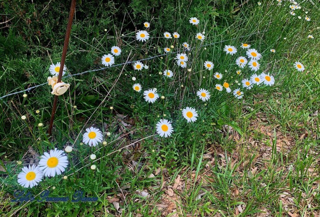 Daises flowering along a fence