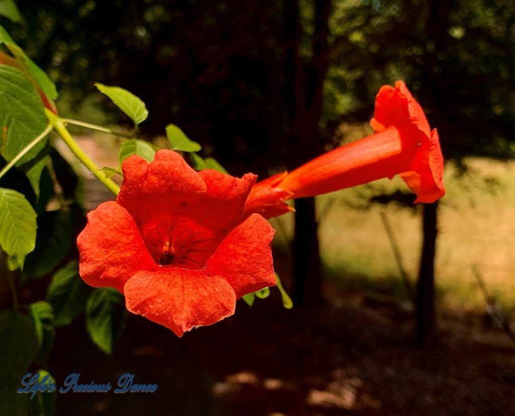 Bright red trumpet vine in full bloom