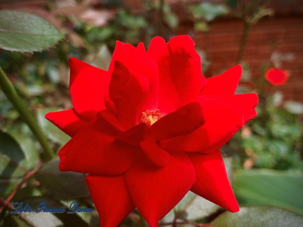 Close up of deep red rose.