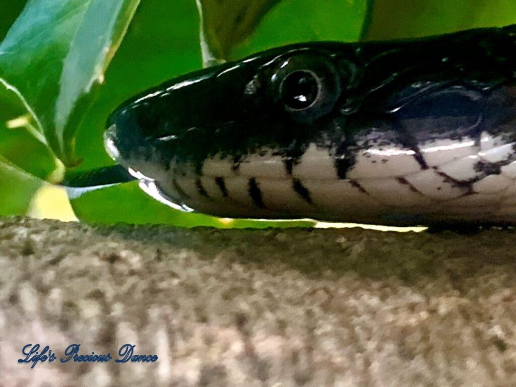 Close up of a rat snake head with tongue out.