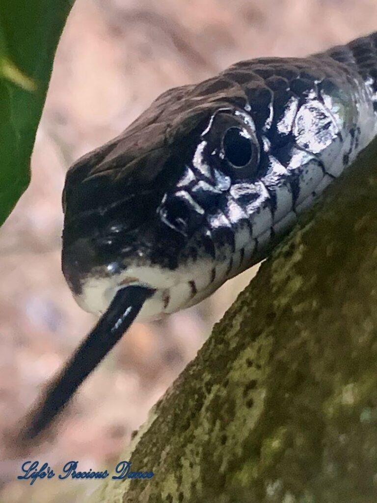 Close up of a rat snake head with tongue flickering.