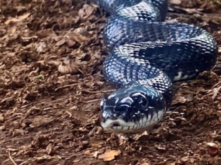 Rat snake slithering along the ground