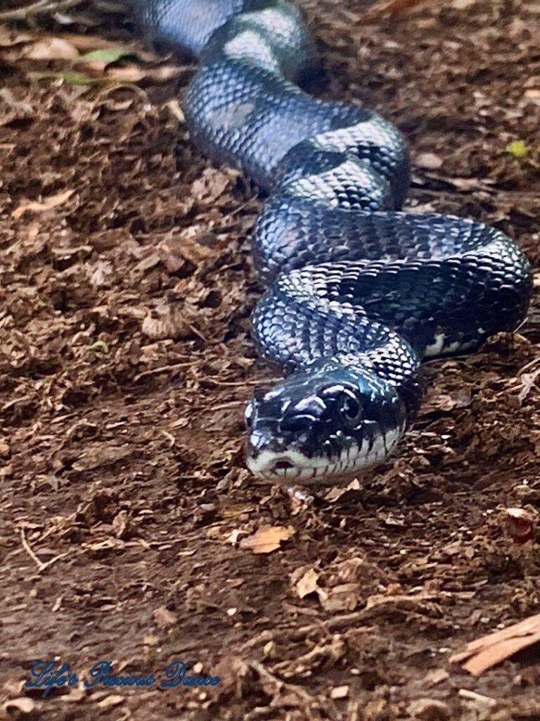 Rat snake slithering along the ground