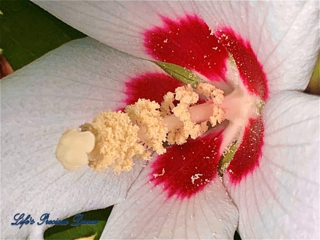 Close up of Rose of Sharon with pollen scattered on flower