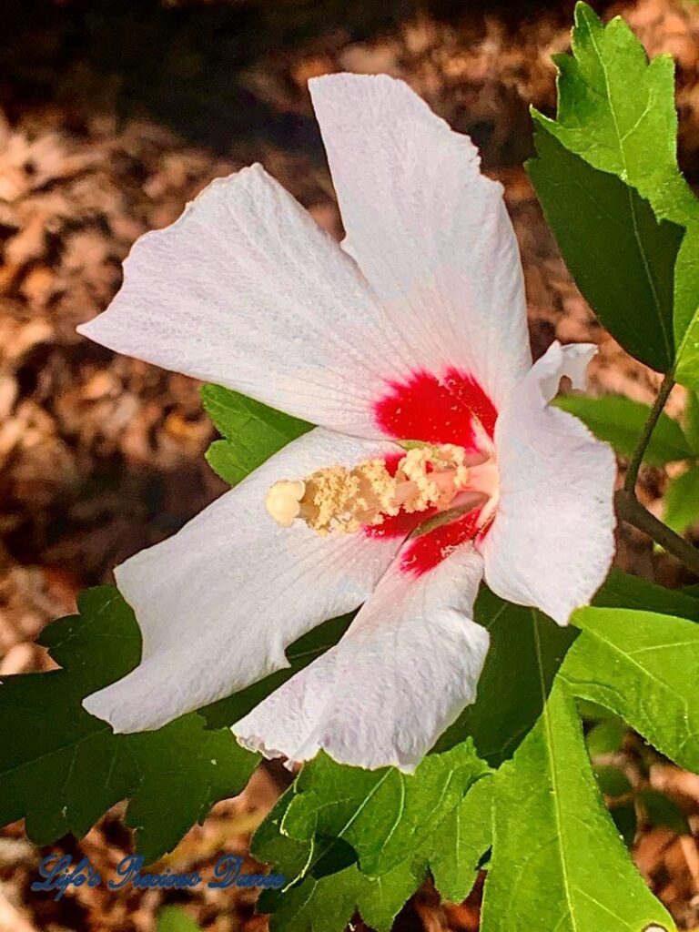 Close up Rose of Sharon flower.