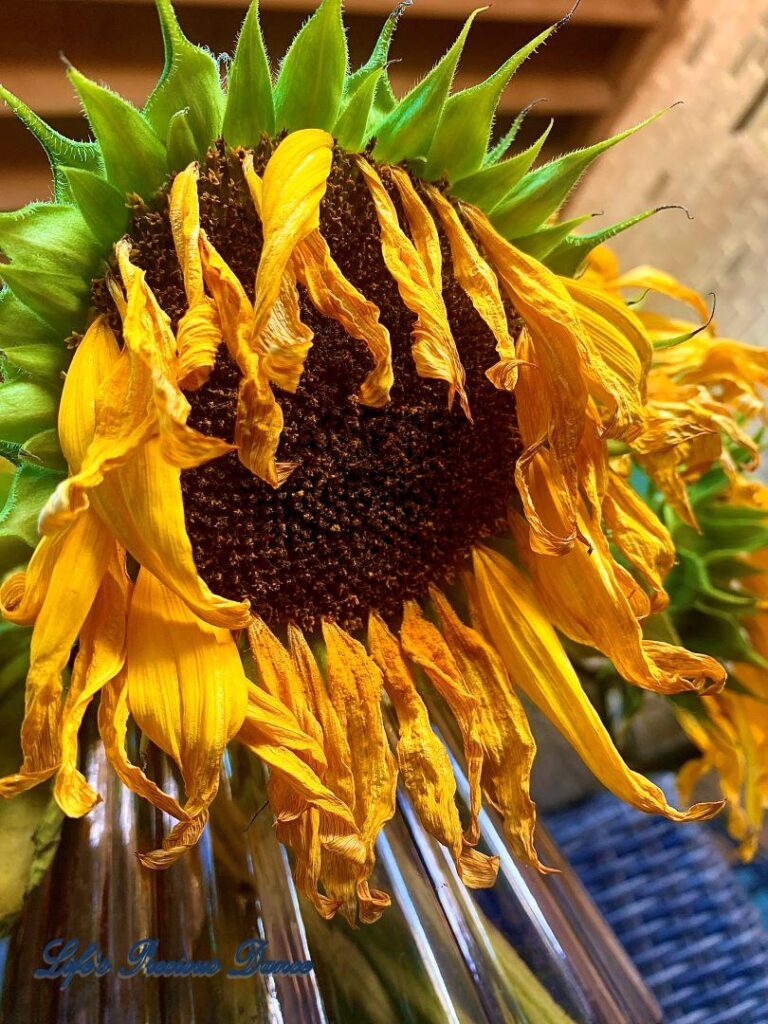 Wilting sunflower