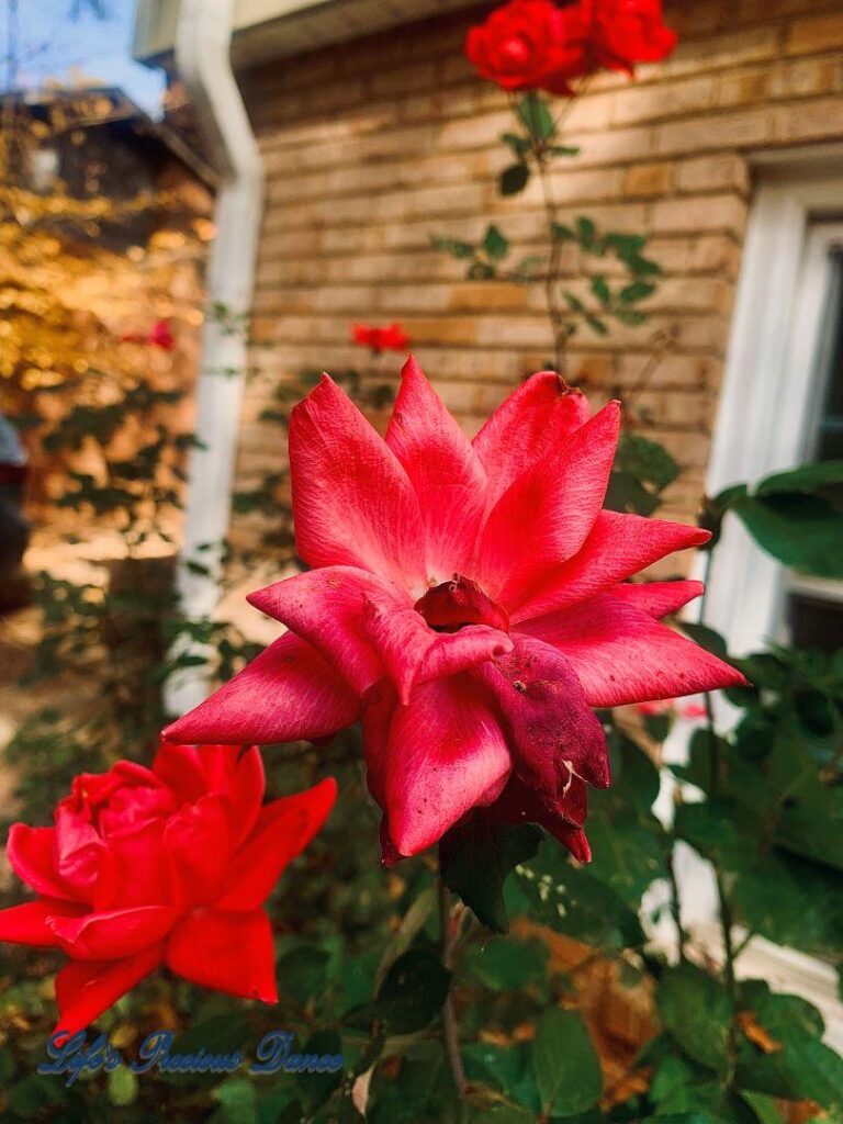 Close up of wilting rose