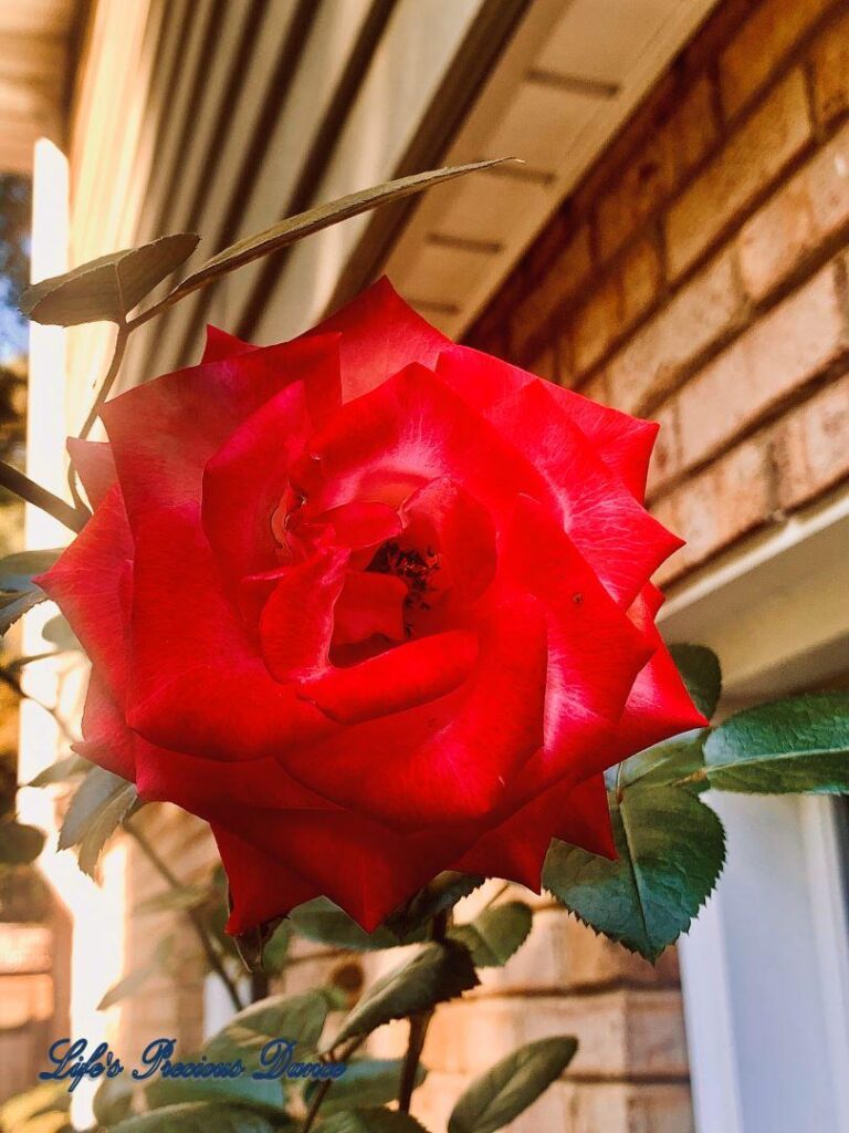 Close up of wilting red rose.