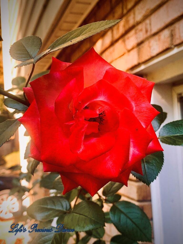 Close up of deep red rose.