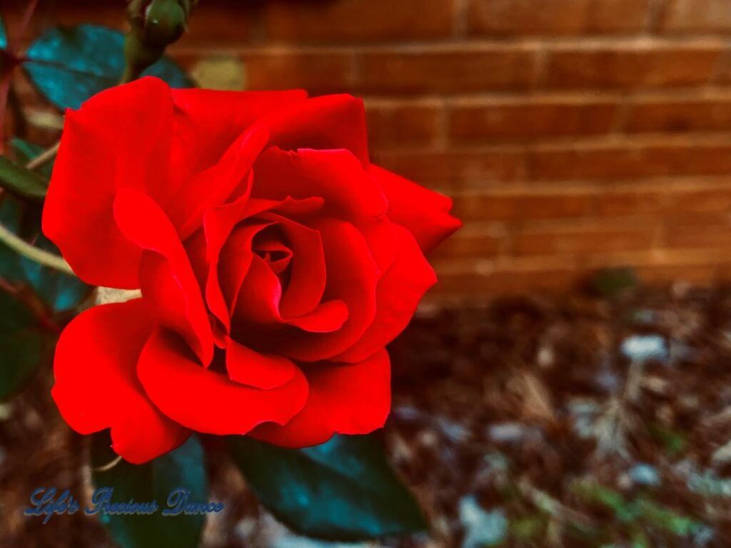 Close up of deep red rose.