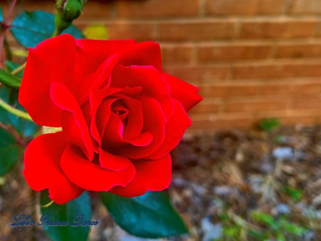 Close up of deep red rose.