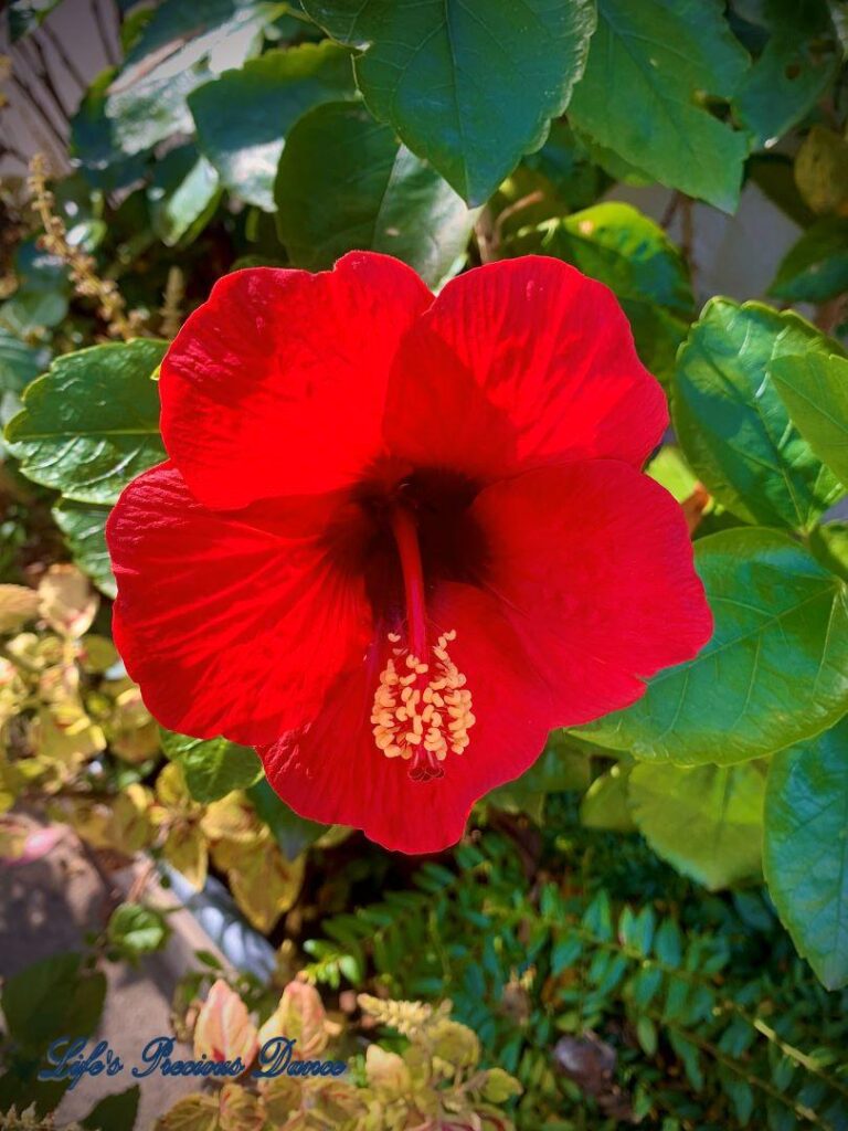 Chinese Hibiscus in full bloom.