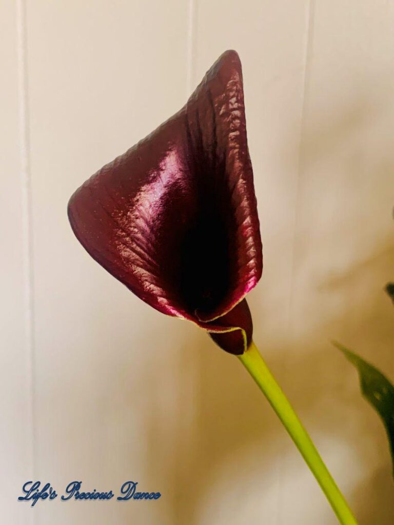 Close up of Deep purple Water Arum