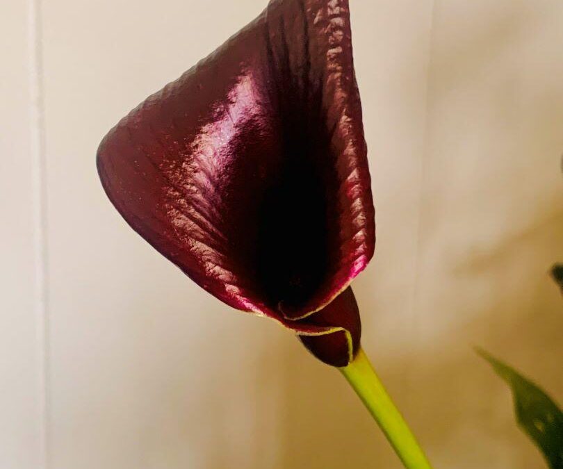 Close up of Deep purple Water Arum