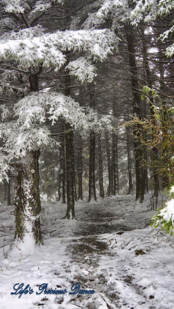 Snow covered pine and cedar trees in the forest of Black Balsam Knob