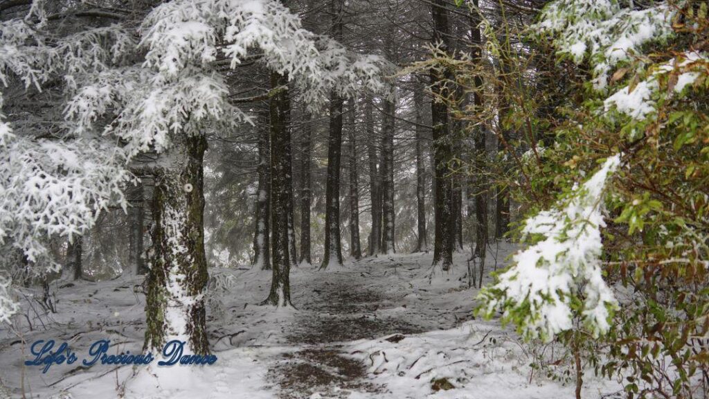 Snow covered pine and cedar trees in the forest of Black Balsam Knob