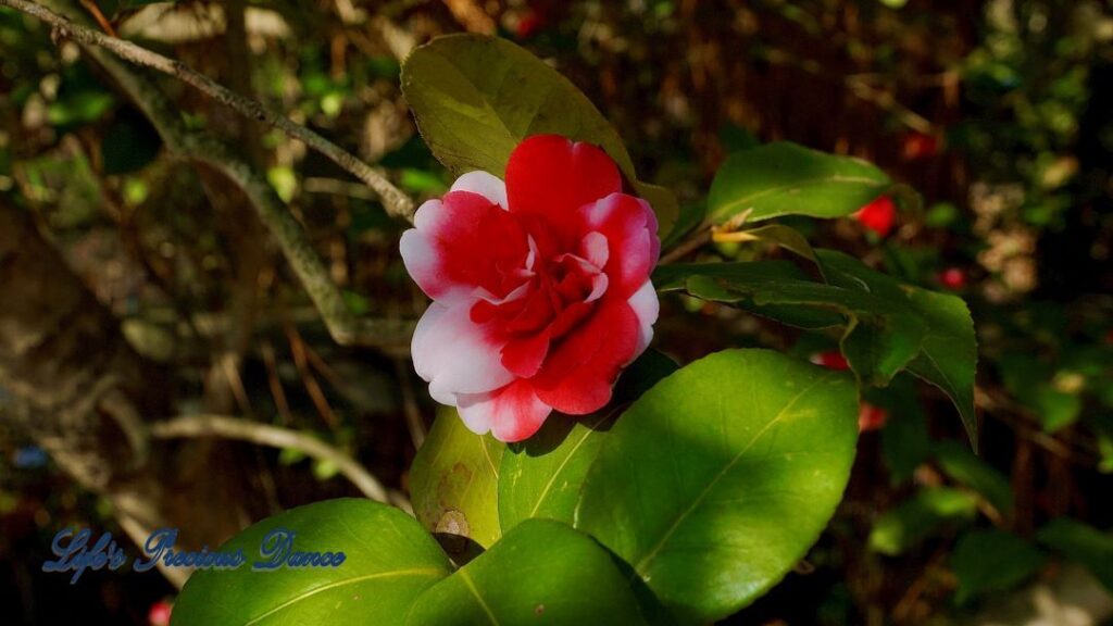 Multicolored camellia in full bloom