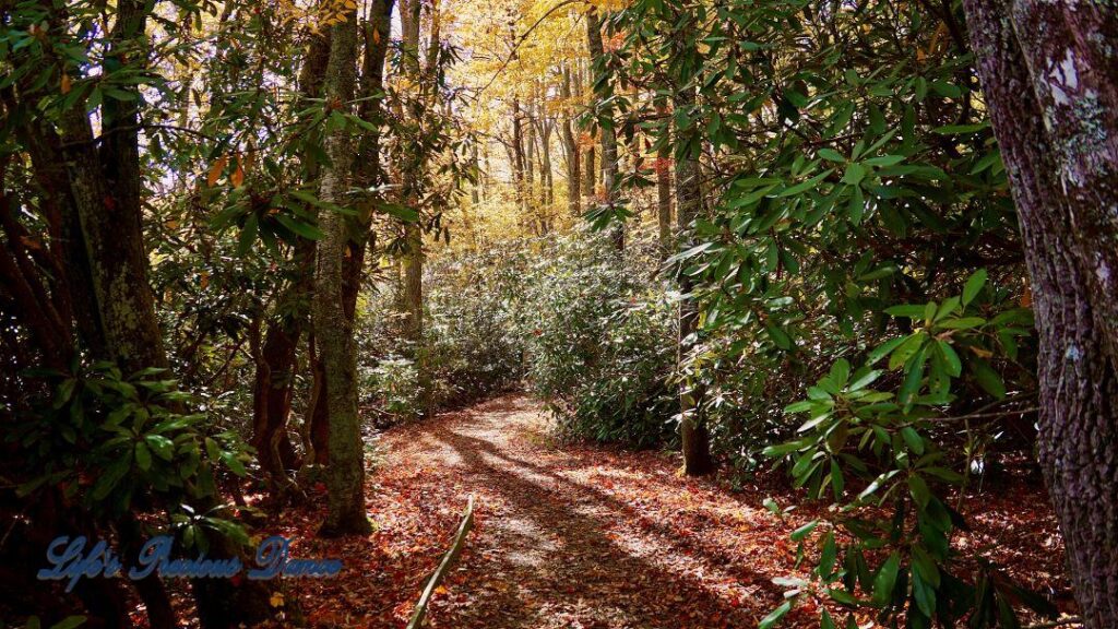 Leaf covered trail meandering through trees.