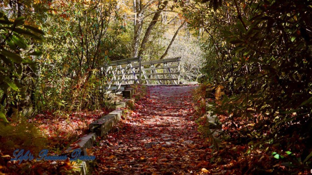 Leave covered trail leading to a white bridge surrounded by trees.