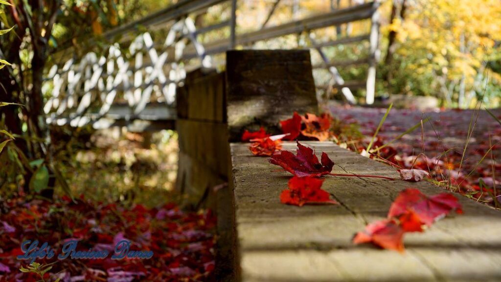 Close up of colorful leaves resting on wooden border along a trail. White bridge in background.