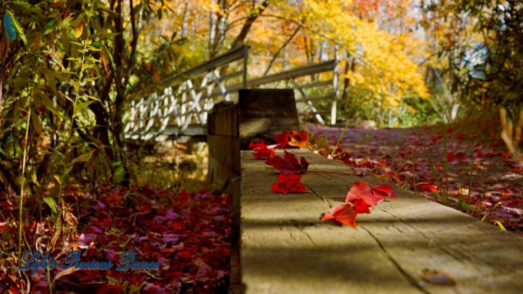 Close up of colorful leaves resting on wooden border along a trail. White bridge in background.