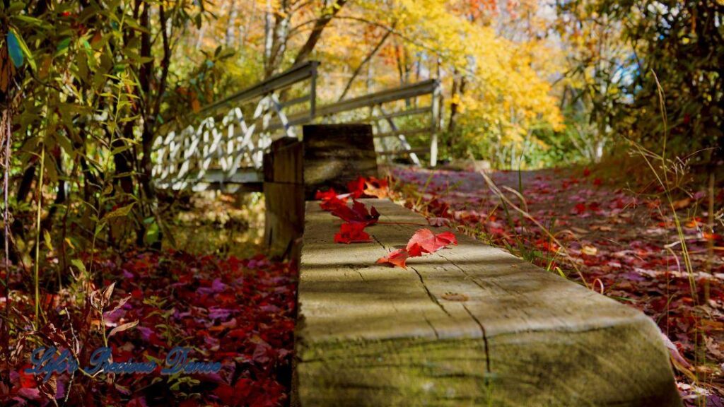 Close up of colorful leaves resting on wooden border along a trail. White bridge in background.