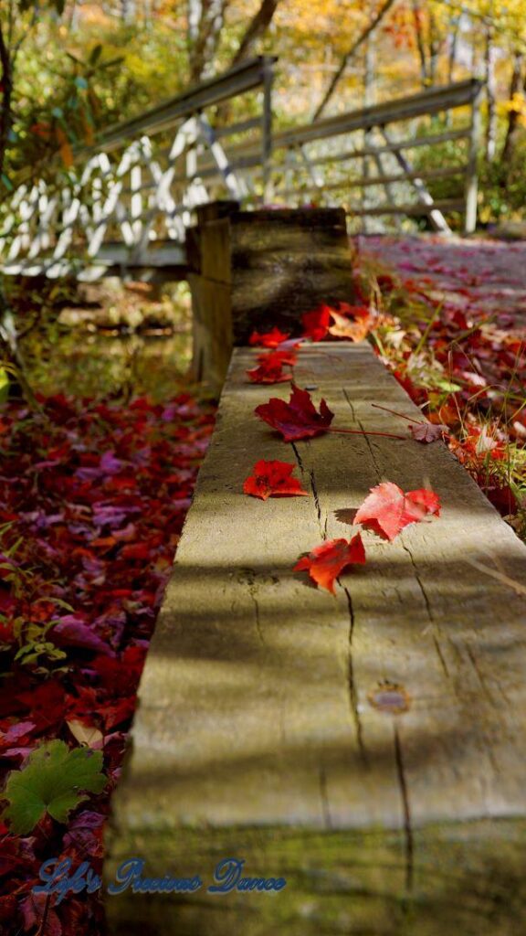 Close up of colorful leaves resting on wooden border along a trail. White bridge in background.