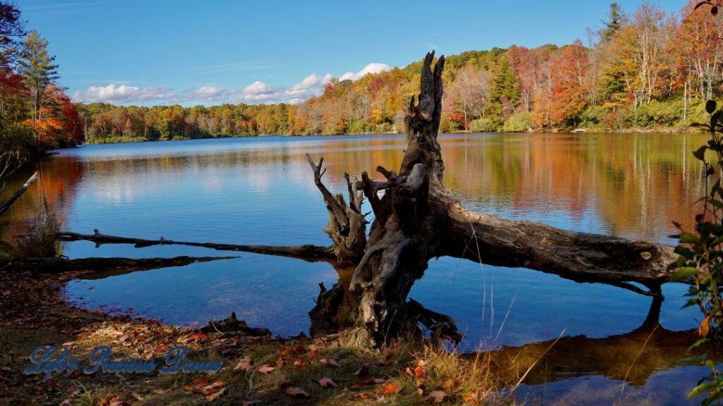 A downed tree, with roots in the air, reflecting on Price Lake.