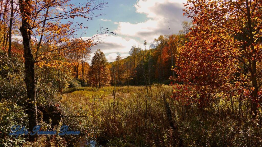 Window view of colorful trees around a marshy area at Price Lake. Passing clouds overhead.