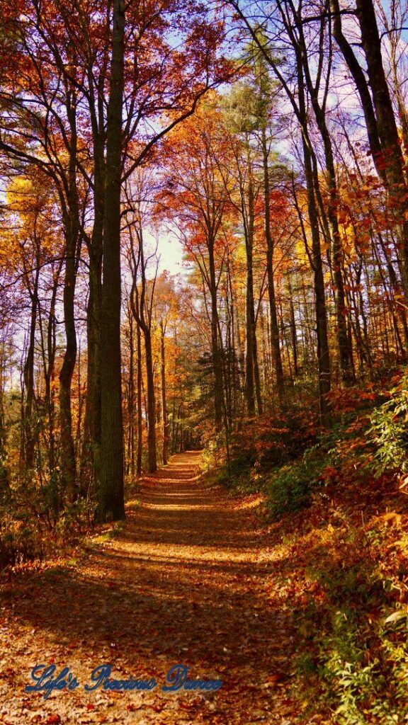 Colorful trees along a nature trail leading to Linville Falls