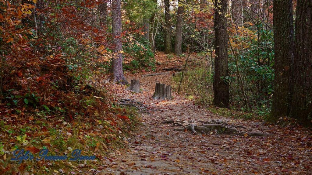 Colorful trail leading to Linville Falls.