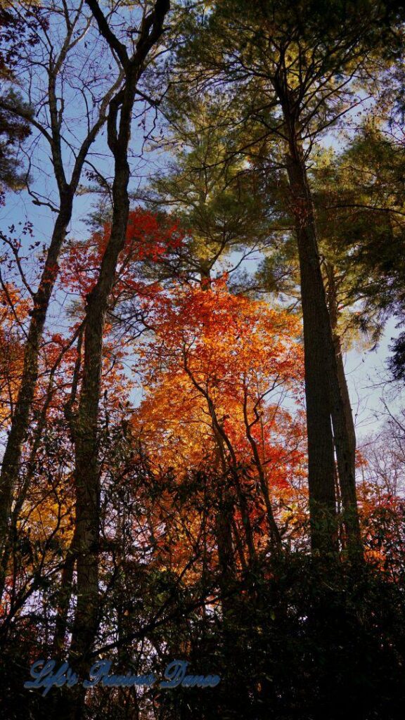 Upward look at colorful trees along a trail leading to Linville Falls.