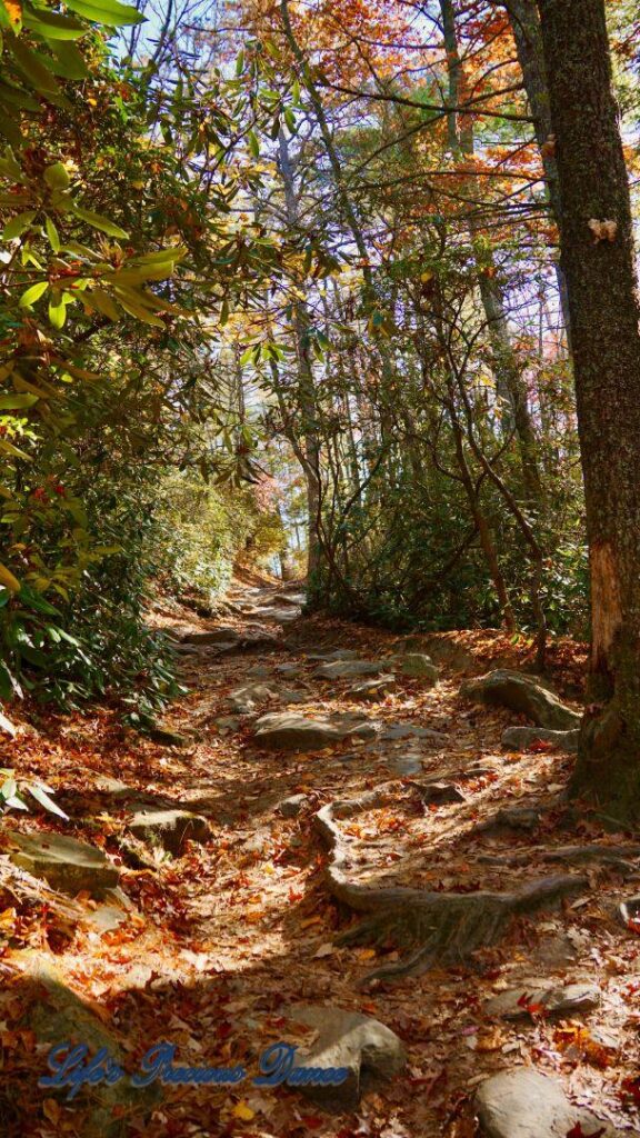 Colorful trail leading to Linville Falls.