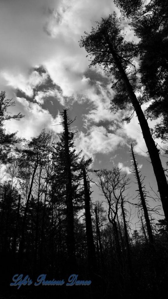 Black and white upward view of pine trees and clouds