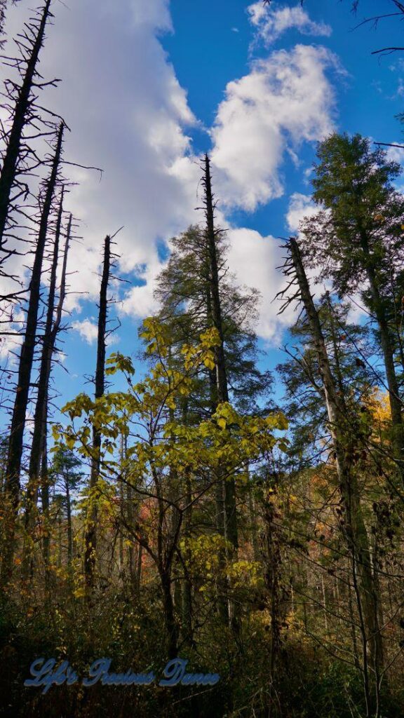 Upward view of barren trees with fluffy clouds and blue skies in the background.