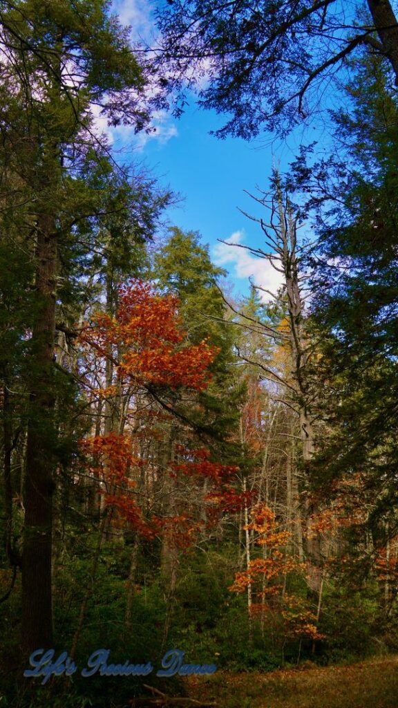 Colorful trees along the trail leading to Linville Falls.