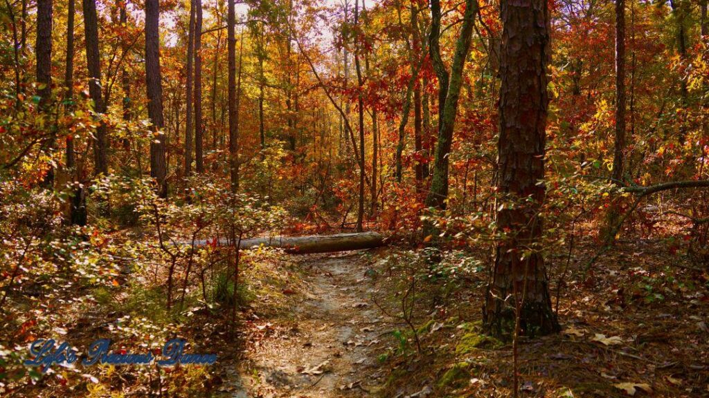 A trail leading through colorful trees in the forest. A tree blocking the path.