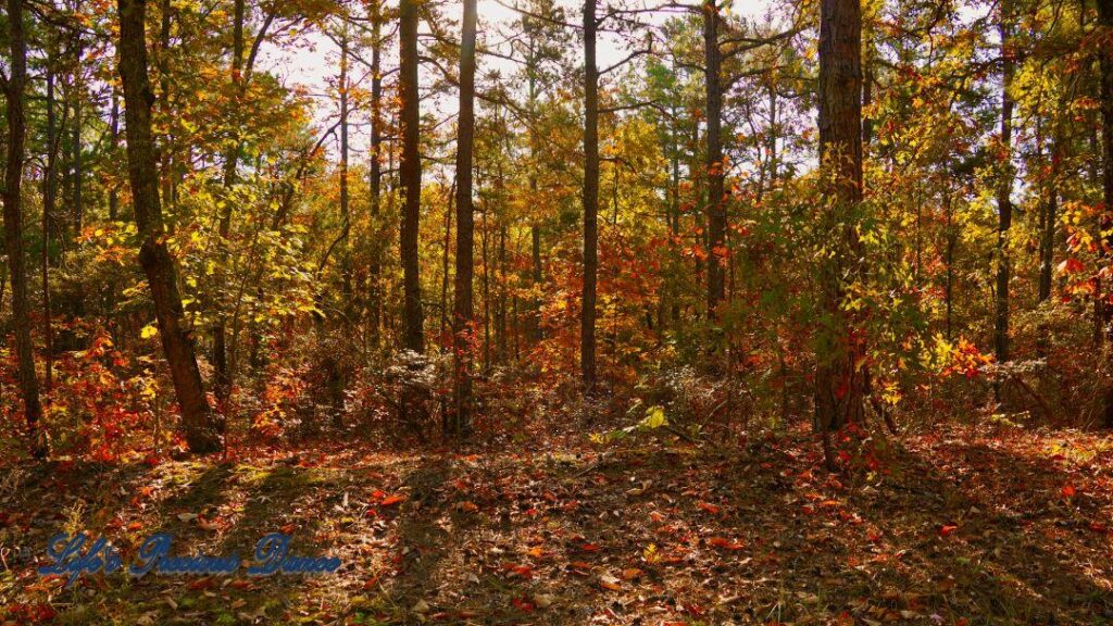 Colorful trees casting shade on the forest floor.