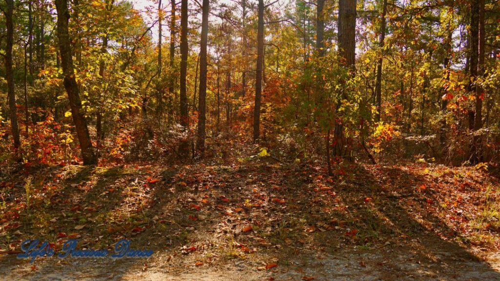 Colorful trees casting shade on the forest floor.