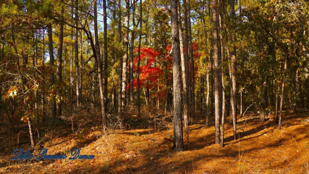 A pine forest with a loan colorful tree in the center.