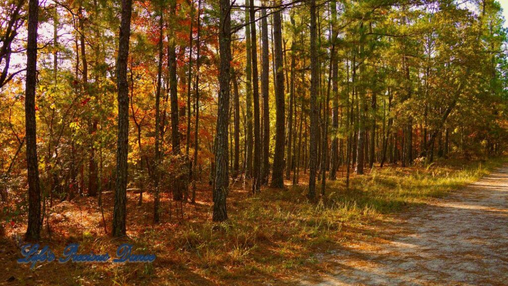 Colorful trees among the pines along a trail in the forest.