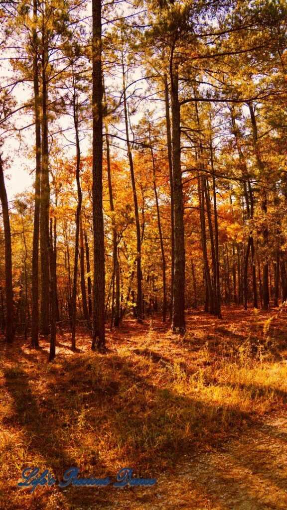 Colorful trees casting shade on the forest floor.