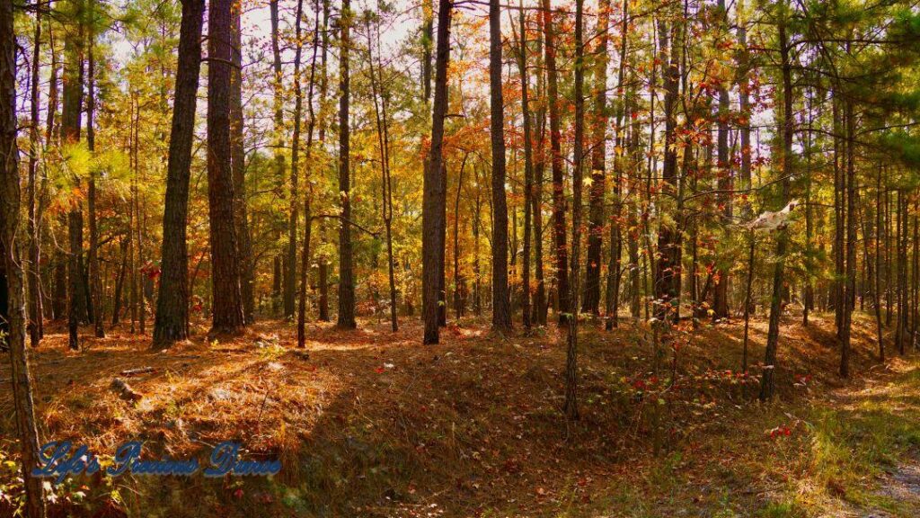 Colorful trees among the pines along a trail in the forest.